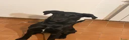 Meticcio cani in regalo: Regaliamo meticcio di 5 mesi a Provincia di Siena - Annuncio 4