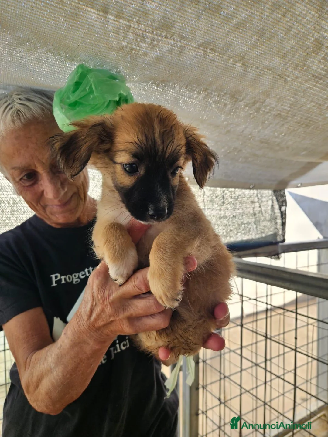 Meticcio cani in regalo: Mughetto, Ciclamino e Tiglio: maschietti 3 mesi - Annuncio 30