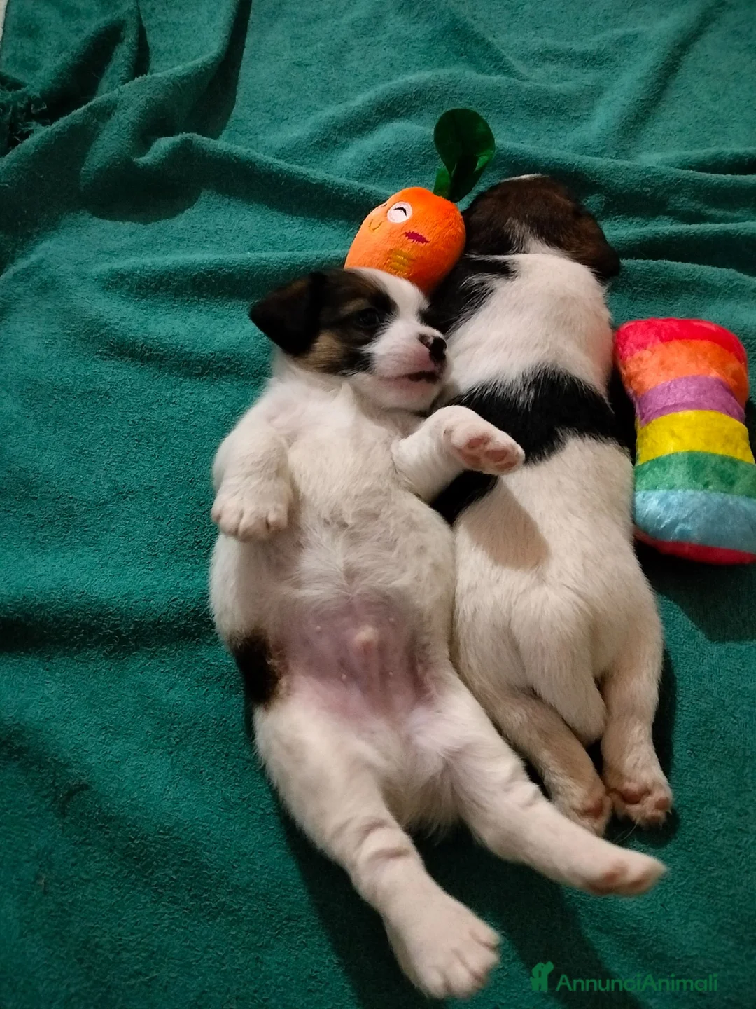 Jack Russell cani in vendita: Cuccioli Jack Russell  - Annuncio 2