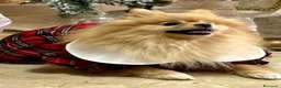 Meticcio cani in vendita: Cuccioli di Pomapoo - Annuncio 1