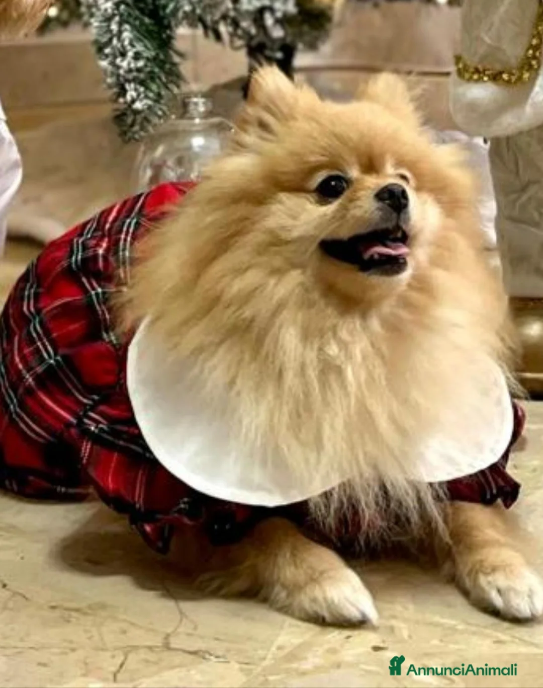 Meticcio cani in vendita: Cuccioli di Pomapoo - Annuncio 1