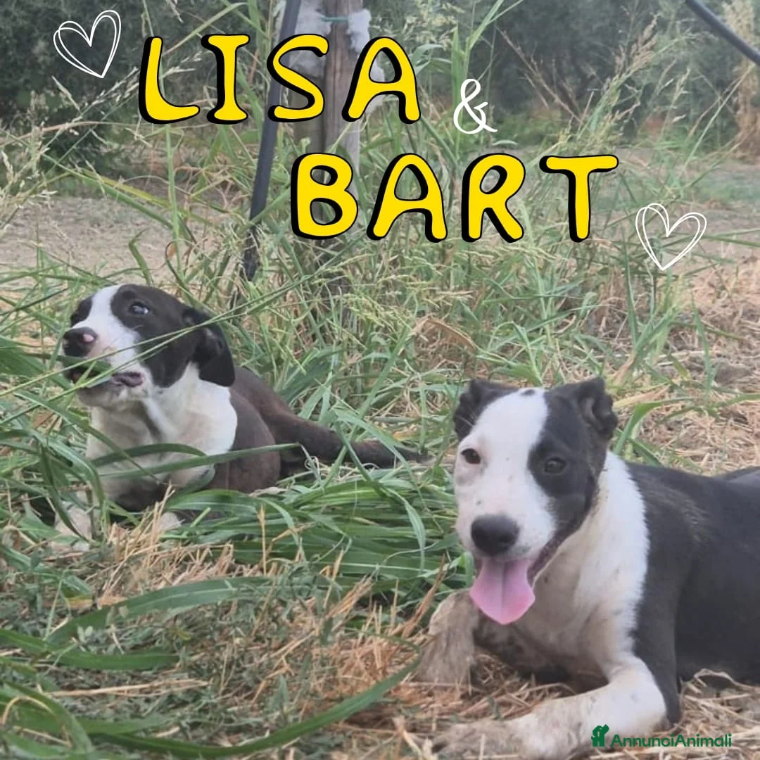 Meticcio cani in regalo: BART 💙 UN PO’ TIMIDO, TANTO DOLCE 🥰 a Provincia di Novara - Annuncio 2