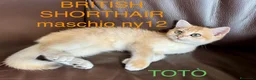 British gatti in vendita: Gattino British shorthair golden chell ny12 - Annuncio 2