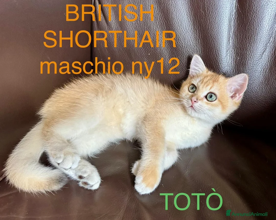 British gatti in vendita: Gattino British shorthair golden chell ny12 - Annuncio 2