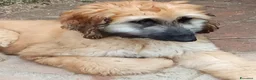 Levriero cani in vendita: BELLISSIMO CUCCIOLO LEVRIERO AFGANO a Provincia di Viterbo - Annuncio 7