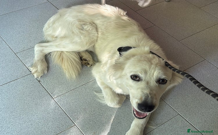Altre razze cani a Città metropolitana di Roma Capitale - Annuncio 10