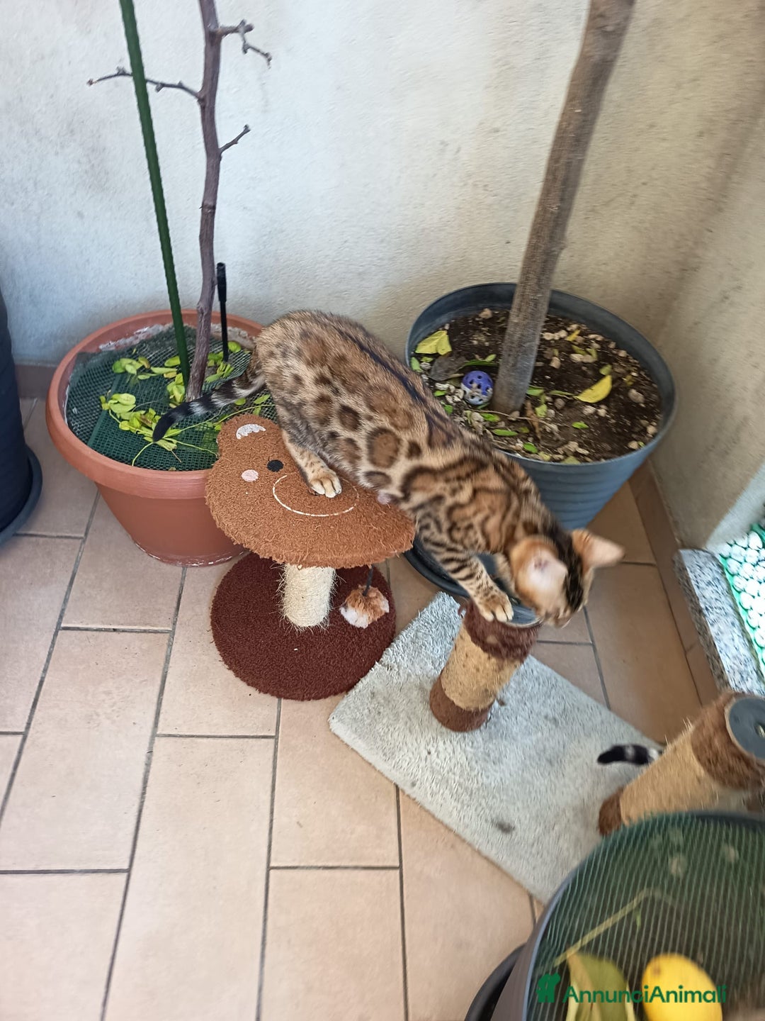 Bengala gatti in vendita: Cuccioli bengala - Annuncio 2