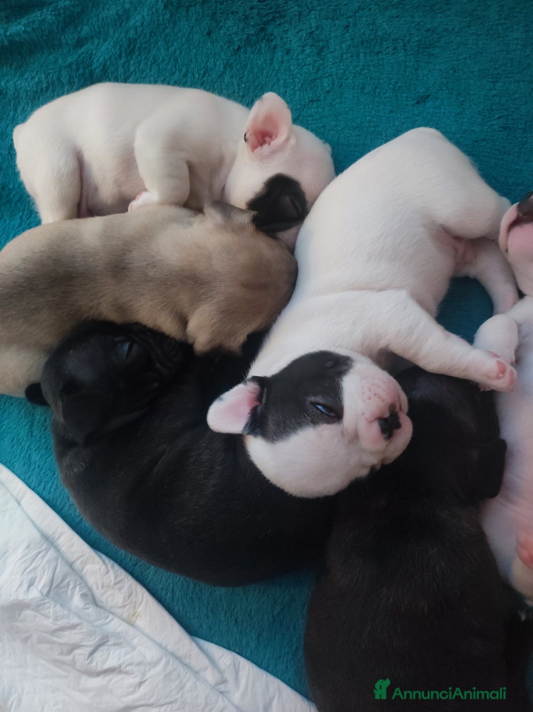 Bulldog Francese cani in vendita: Vendo cuccioli di bulldog francese  - Annuncio 7