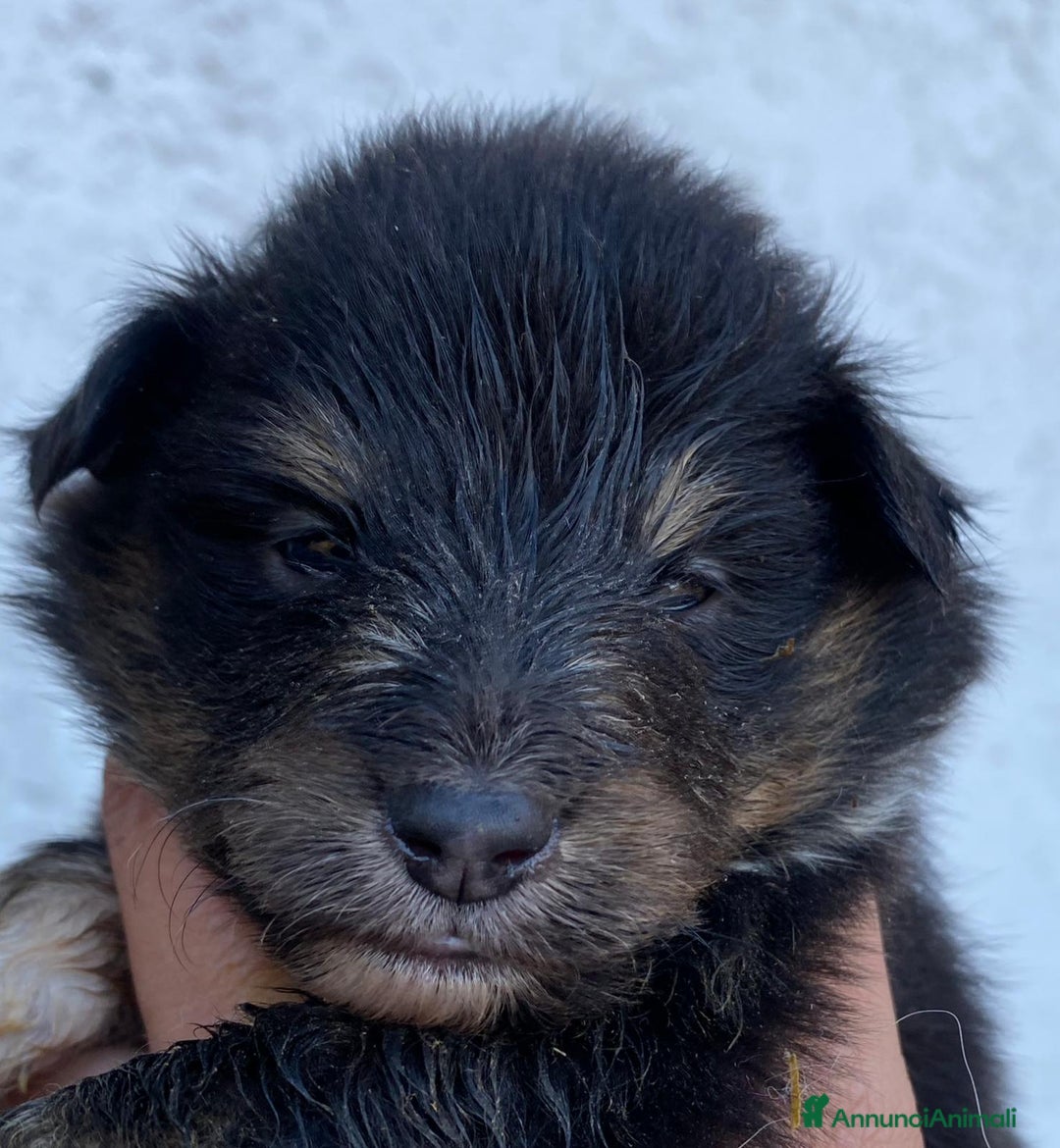 Shetland Sheepdog cani in vendita: Shetland sheepdog litter. J - Annuncio 6