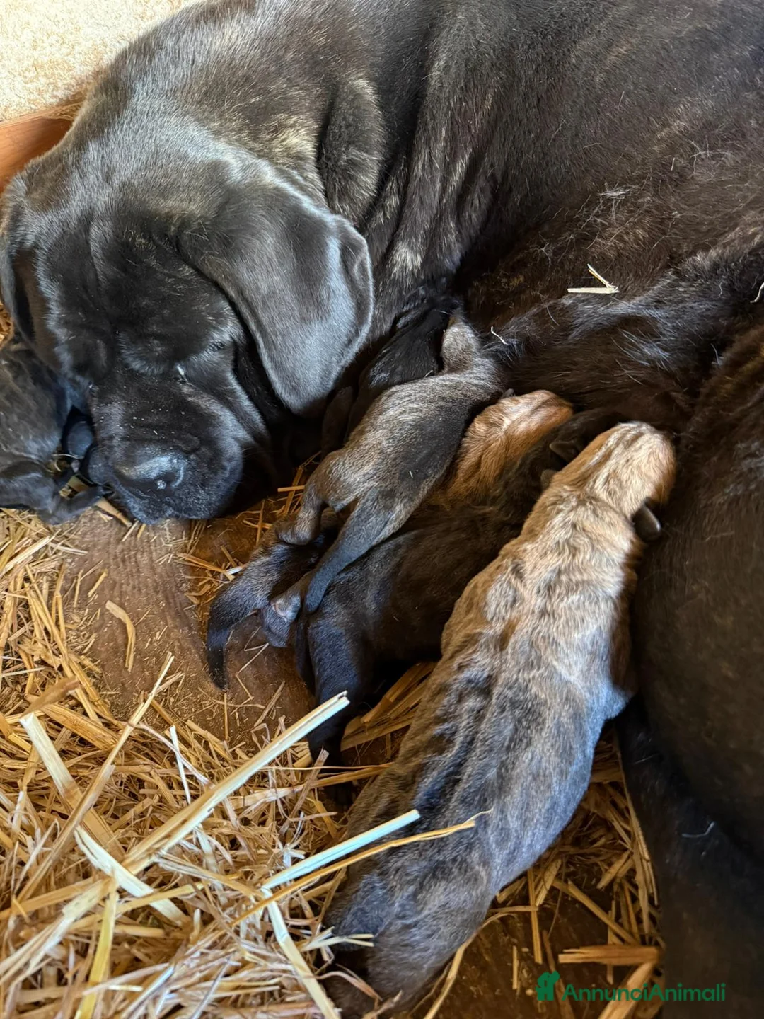 Cane Corso cani in vendita: Cuccioli di Cane Corso - Annuncio 2