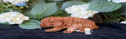 Barboncino Toy cani in vendita: Cuccioli Barboncino Toy - 2 Mesi - Annuncio 3