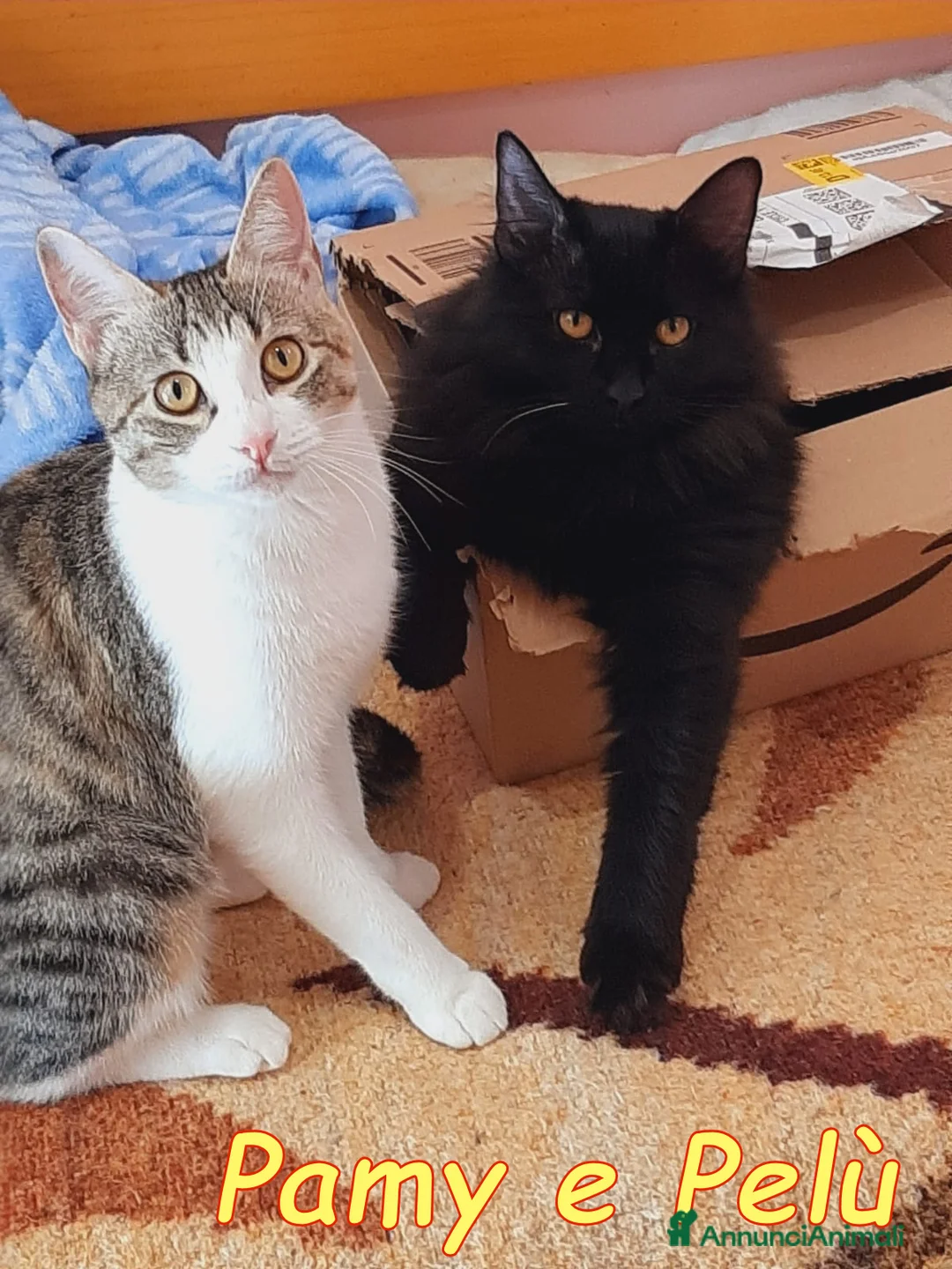 Europeo gatti in regalo: Pamy e #Pelu'   - Annuncio 2