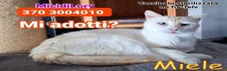 Europeo gatti in regalo: ROMA - #MIELE OGGI CERCA CASA PER SEMPRE - Annuncio 1
