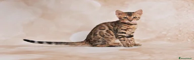 Nihan Jangaleecats