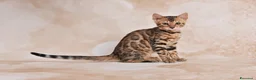 Bengala gatti in vendita: Cuccioli Bengala Jangaleecats - Annuncio 6
