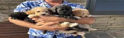 Barboncino Toy cani in vendita: Barboncini toy - Annuncio 6