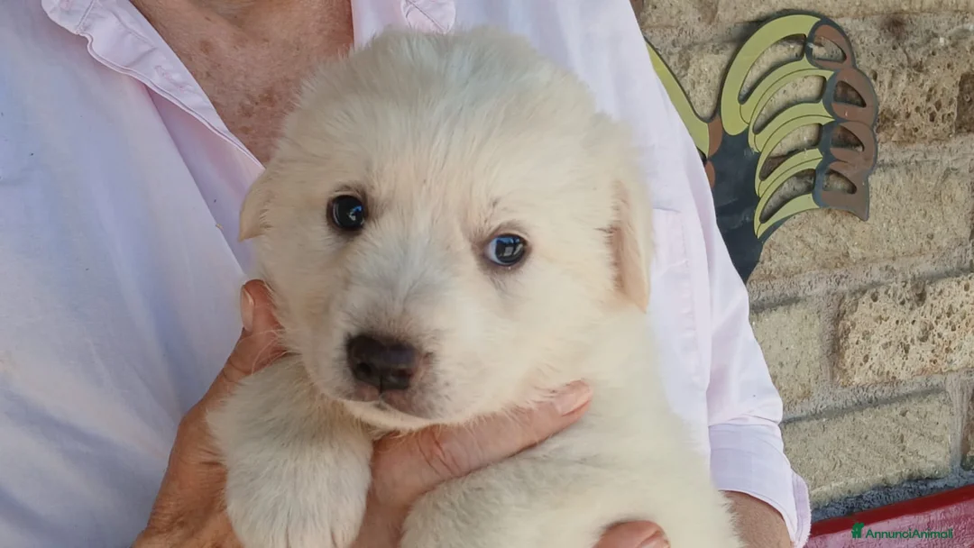 Meticcio cani in regalo: SASHA CERCA UNA CASA E TANTO AMORE - Annuncio 2
