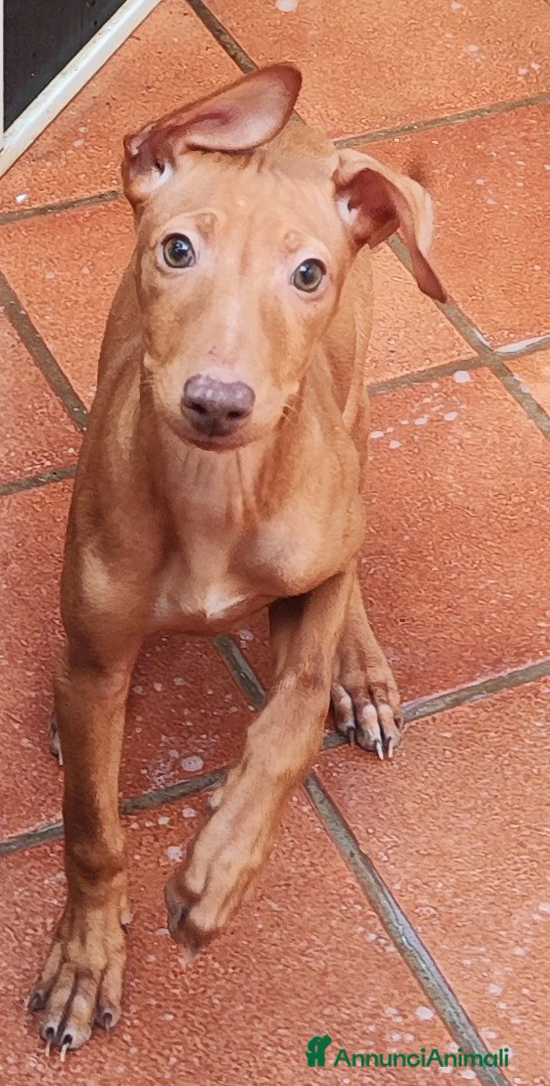 Cirneco dell'Etna cani in vendita: Cuccioli di Cirneco dell'Etna - Annuncio 5