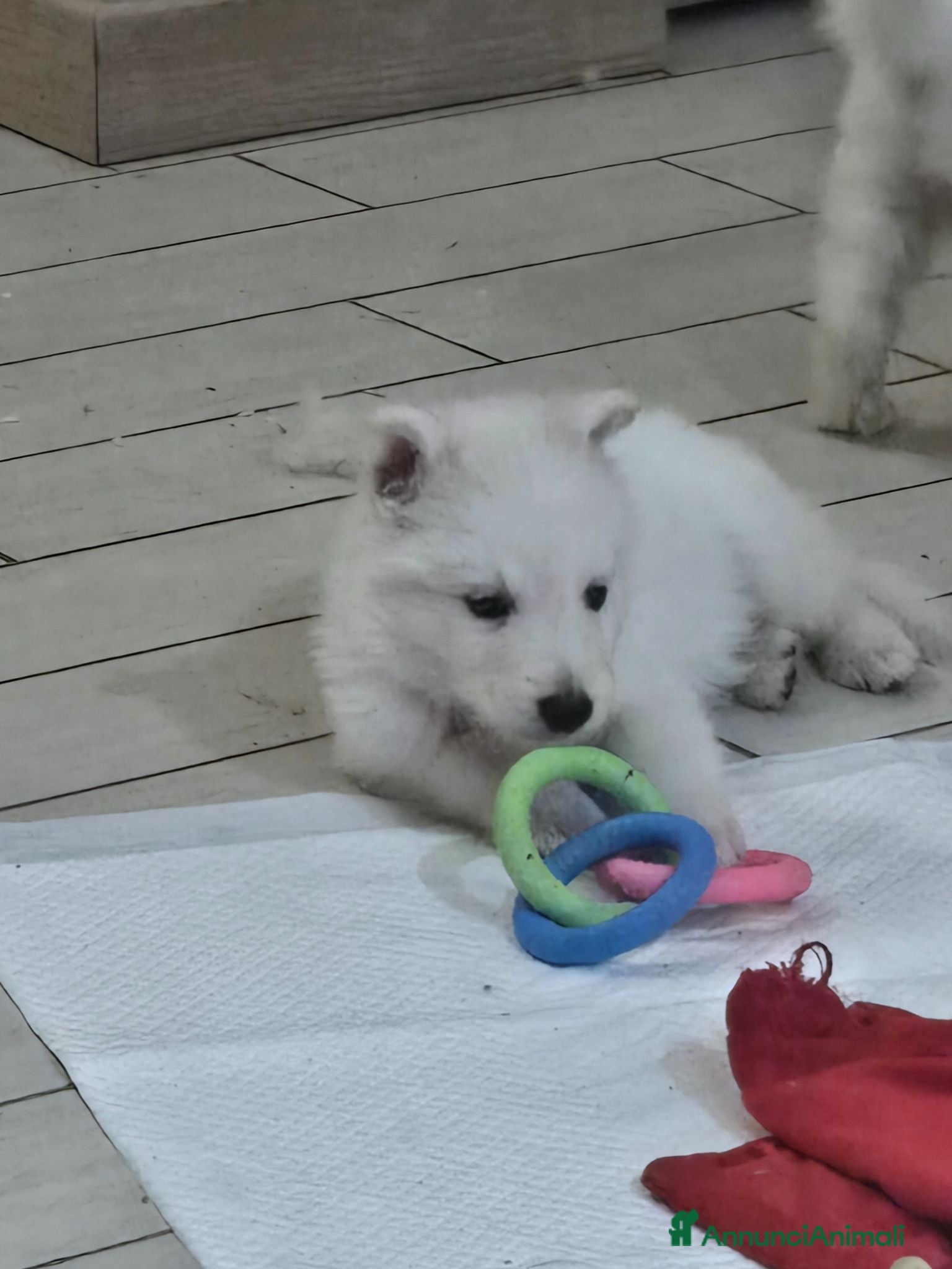 Pastore Svizzero cani in vendita: Cuccioli pastore svizzero bianco - Annuncio 2