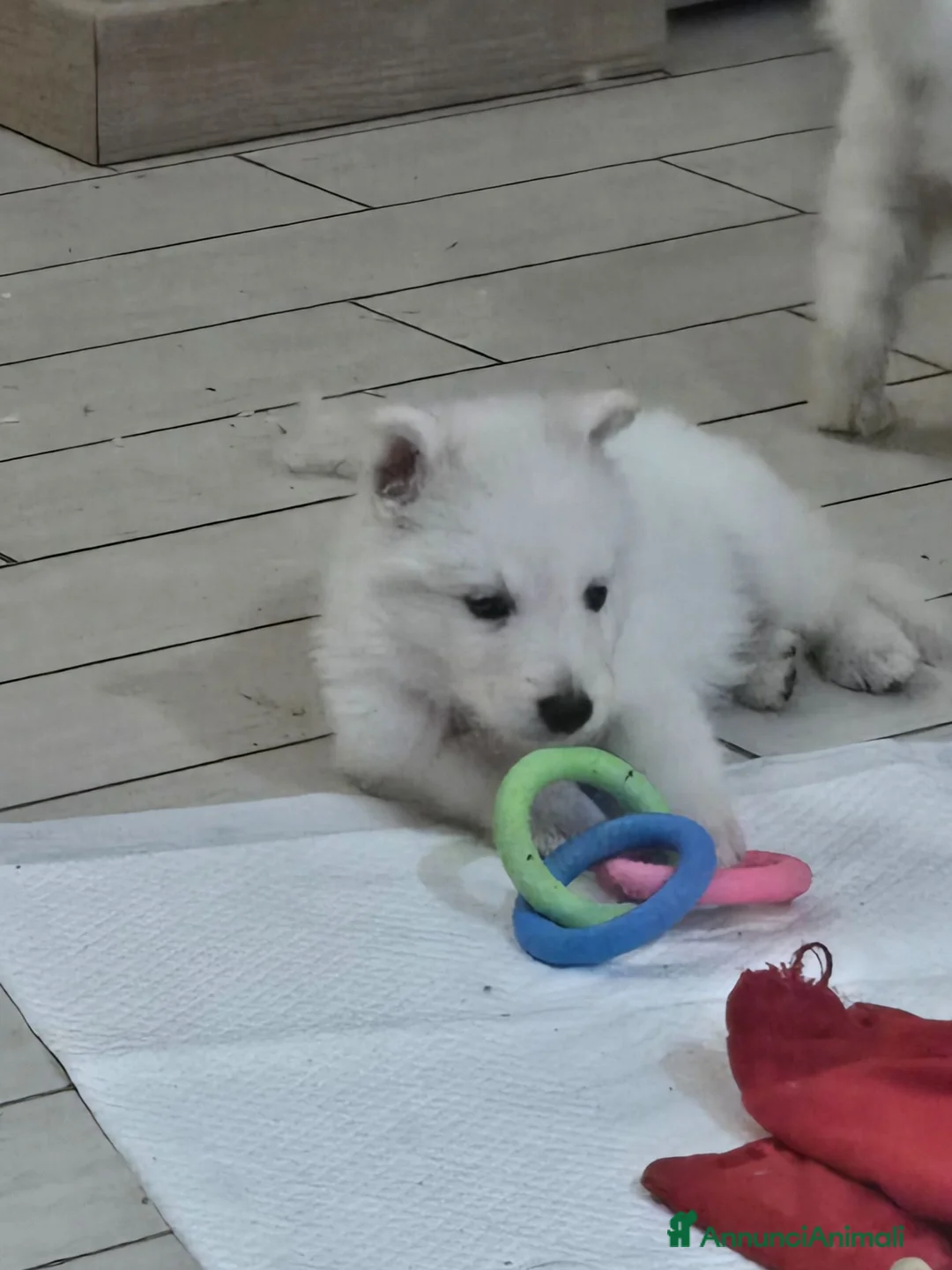 Pastore Svizzero cani in vendita: Cuccioli pastore svizzero bianco - Annuncio 1