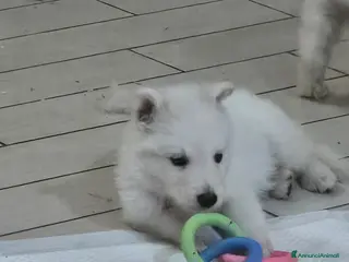 Pastore Svizzero cani in vendita: Cuccioli pastore svizzero bianco - Annuncio 2