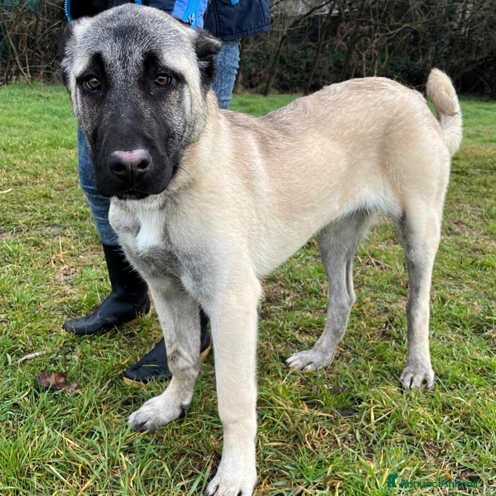 Pastore Asia Centrale cani ATHENA BELLISSIMA CUCCIOLA KANGAL - Annuncio 8