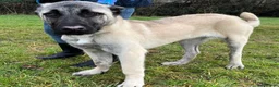 Pastore Asia Centrale cani in regalo: ATHENA BELLISSIMA CUCCIOLA KANGAL - Annuncio 1