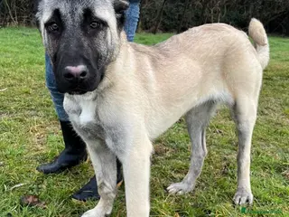 Pastore Asia Centrale cani ATHENA BELLISSIMA CUCCIOLA KANGAL - Annuncio 8