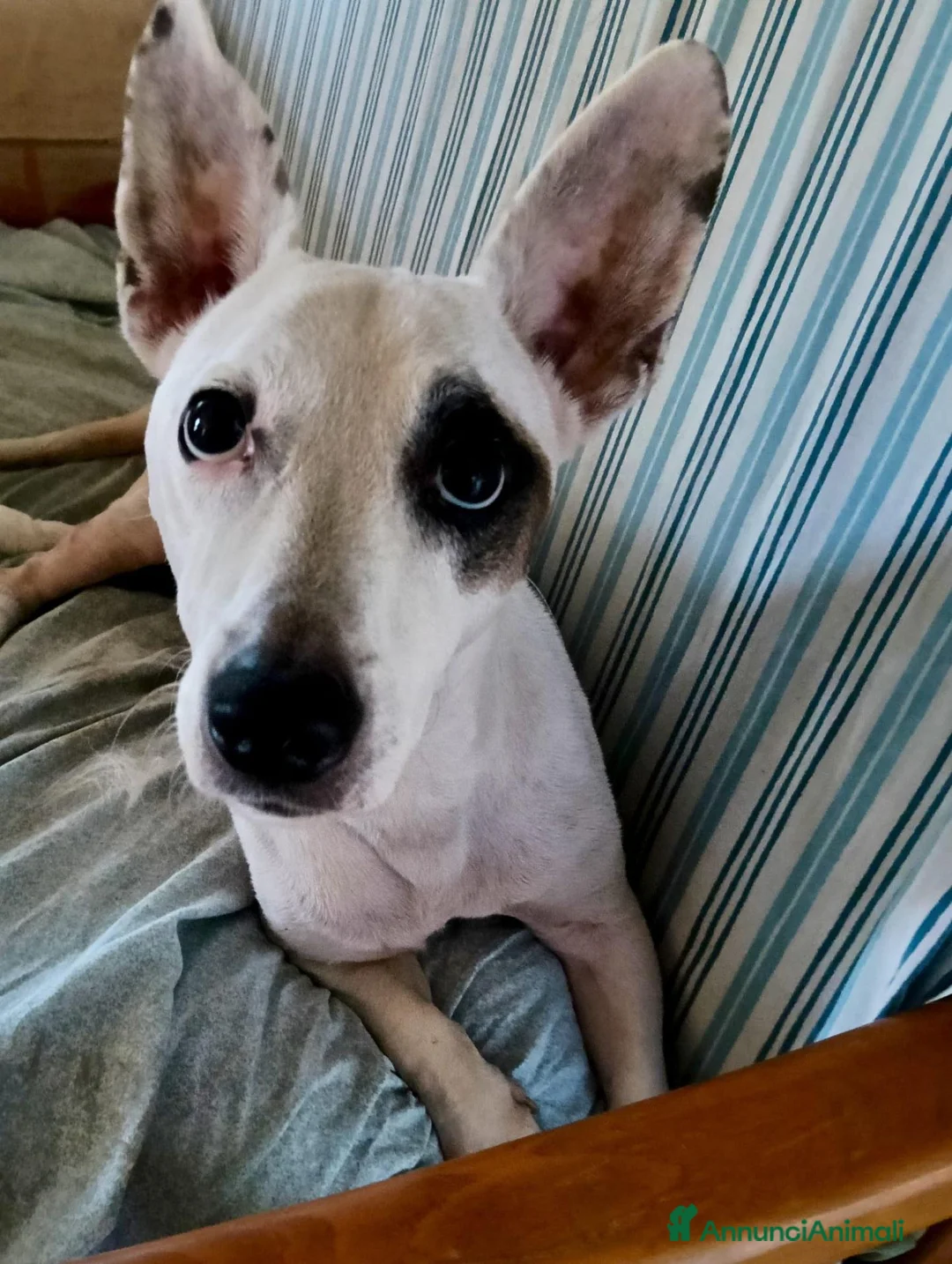 Meticcio cani in regalo: Simba, adozione del cuore - Annuncio 1