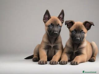 Pastore Belga cani Allevamento Cuccioli Pastore Belga Malinois Puglia a Città Metropolitana di Bari - Annuncio 11