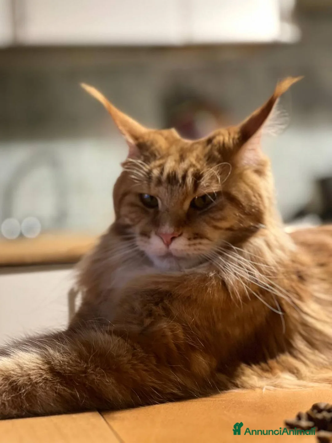 Maine Coon gatti in vendita: Gattini Maine Coon - Annuncio 1