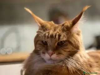 Maine Coon gatti Gattini Maine Coon - Annuncio 1