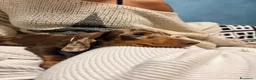 Bassotto Nano cani in vendita: Cucciola di Bassotto Arlecchino Cioccolato fem. - Annuncio 3