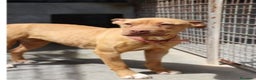 Pitbull cani in regalo: Pitbull Red Nose giovane buona in canile PUGLIA  a Città Metropolitana di Milano - Annuncio 4