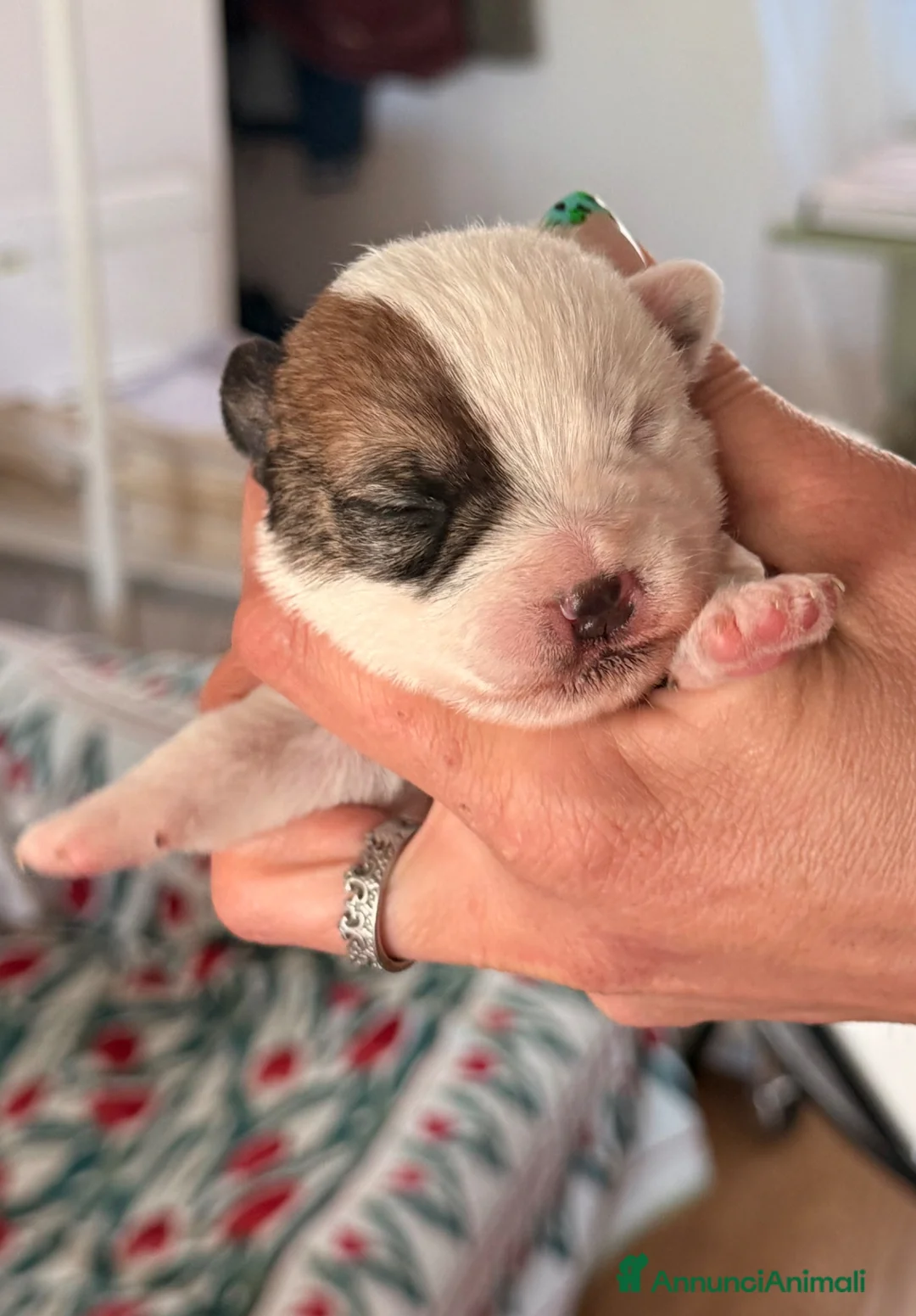 Jack Russell cani in vendita: Maschi disponibile per la prenotazione - Annuncio 2