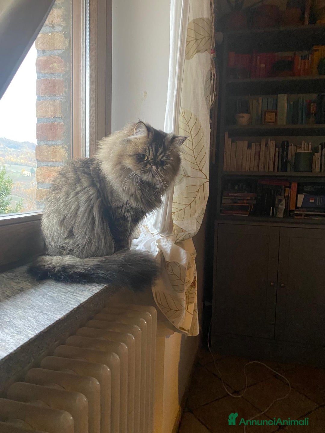 Persiano gatti in vendita: Meraviglioso gattino Persiano in cerca di casa ✨ - Annuncio 5