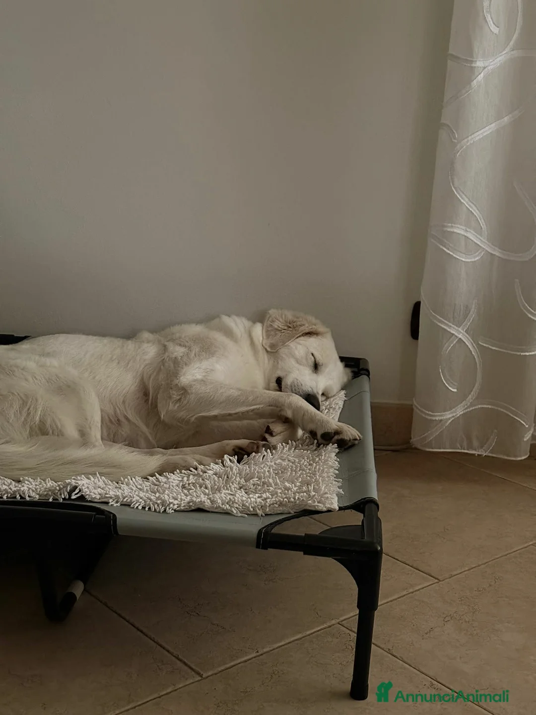 Meticcio cani in regalo: Stupenda Ariel mix golden in adozione  - Annuncio 2