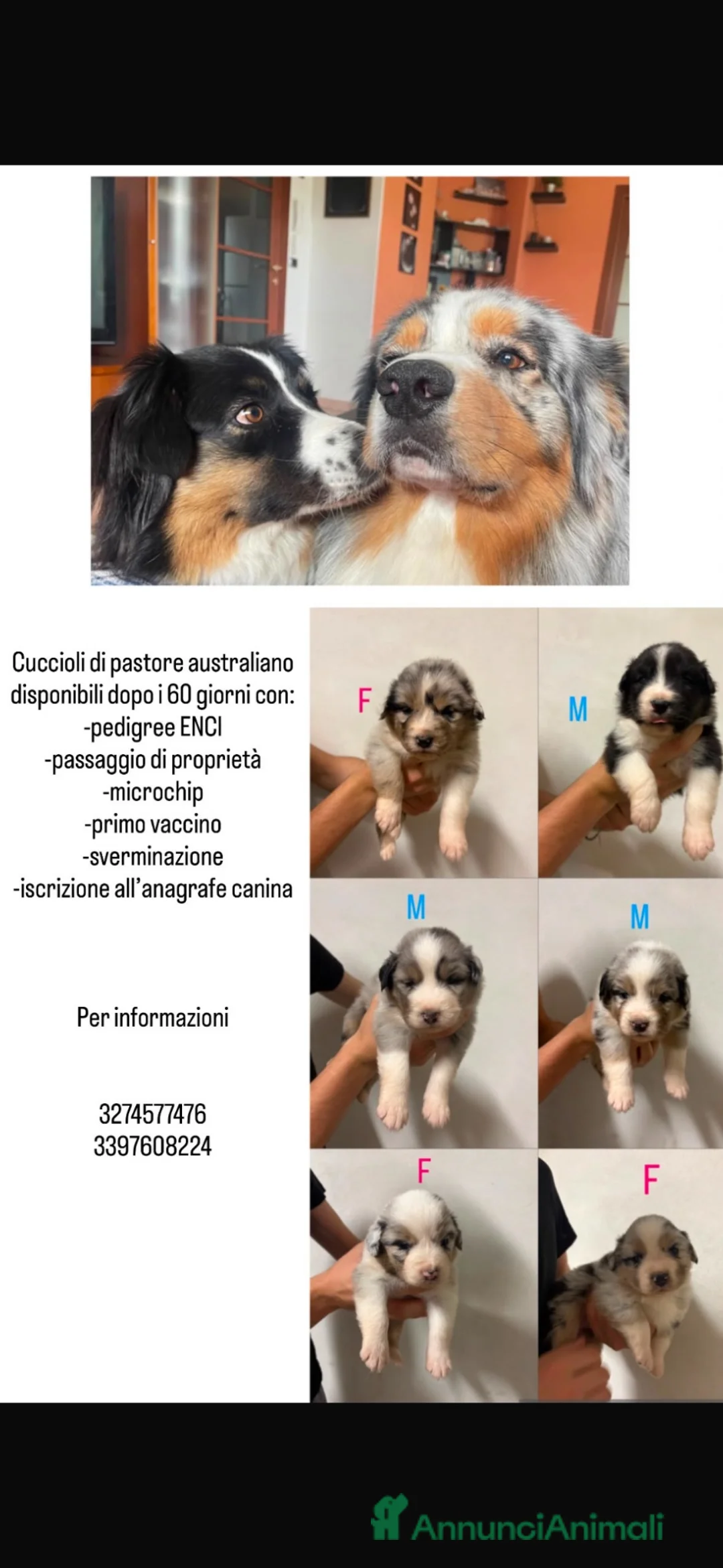 Australian Shepherd cani in vendita: Pastori Australiani a Provincia di Forlì-Cesena - Annuncio 1