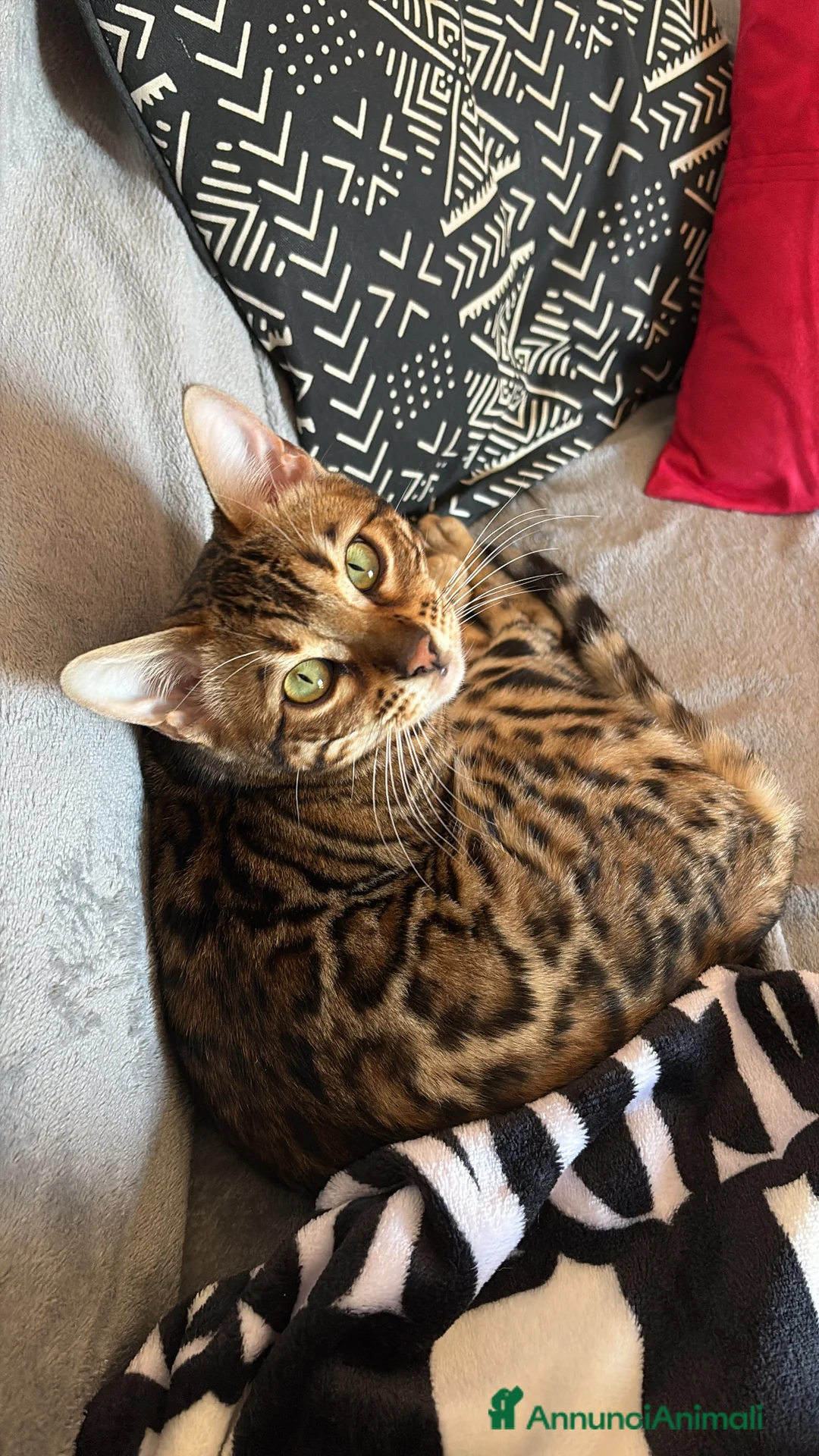 Bengala gatti in vendita: Gatta del bengala a Provincia di Varese - Annuncio 1