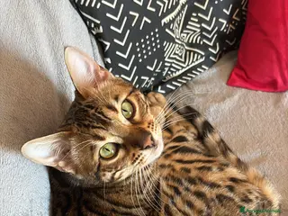 Bengala gatti Gatta del bengala a Provincia di Varese - Annuncio 5