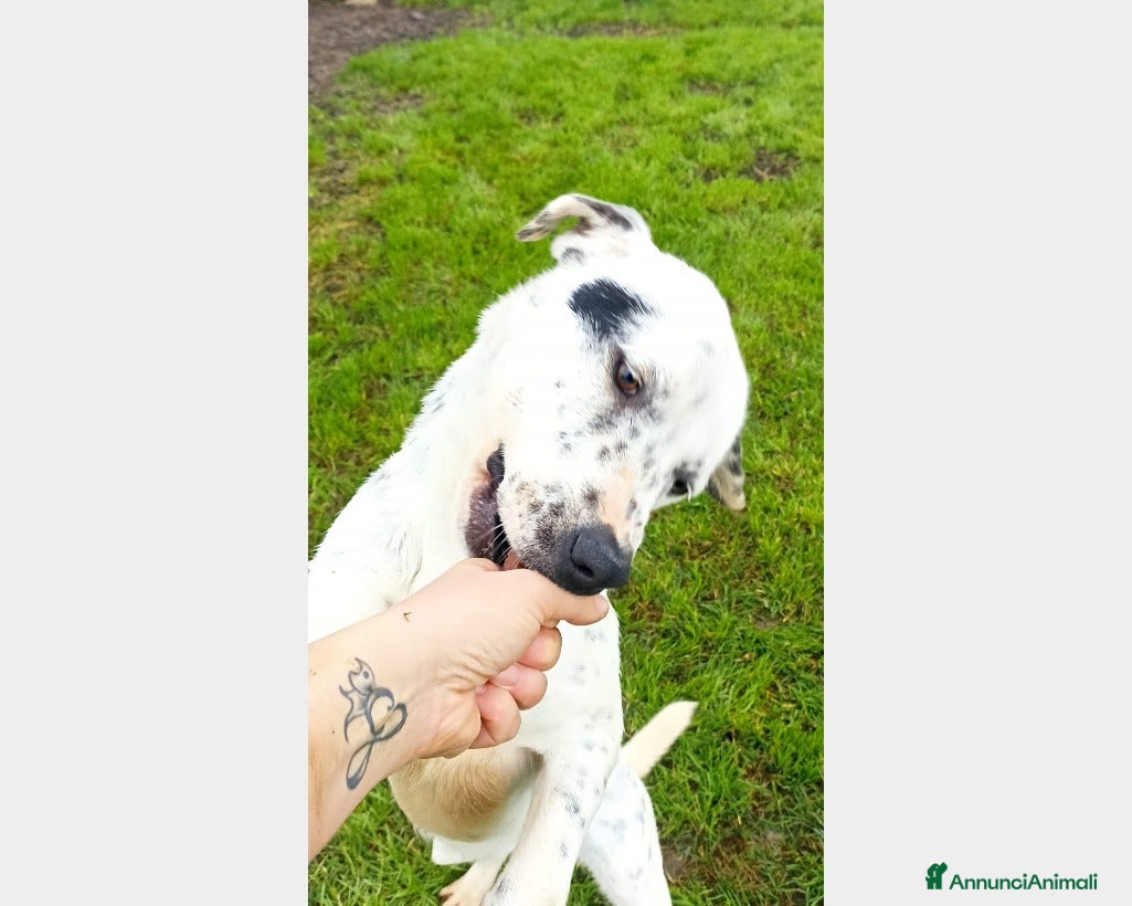 Meticcio cani Gina che ci ricorda un dalmata è in adozione a Latina - Annuncio 2