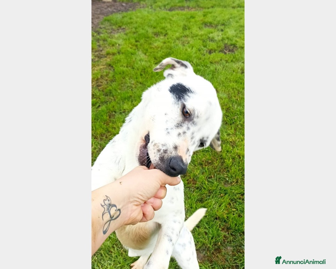 Meticcio cani in regalo: Gina che ci ricorda un dalmata è in adozione a Latina - Annuncio 2