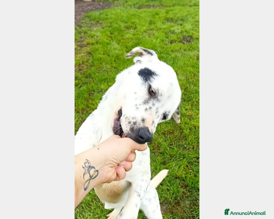 Meticcio cani in regalo: Gina che ci ricorda un dalmata è in adozione a Latina - Annuncio 2