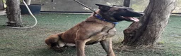 Meticcio cani in regalo: Akila, Malinois dolce e giocherellona - Annuncio 3