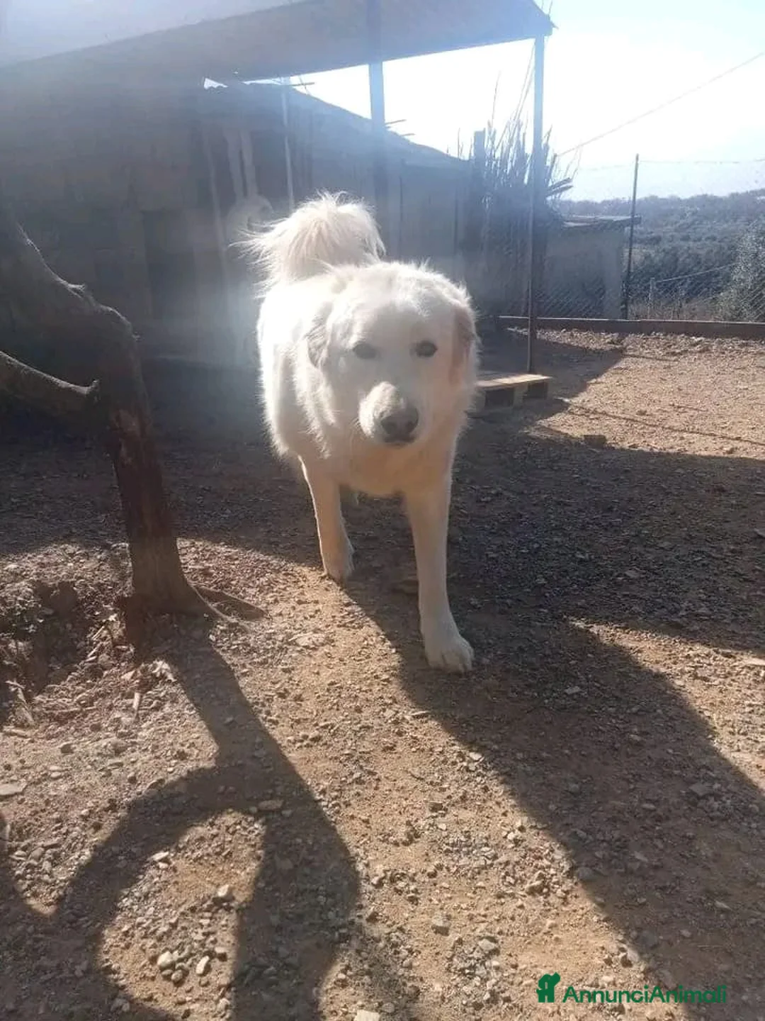 Pastore Maremmano cani in regalo: George Maremmano 3anni mollato in 1terreno.CALABR a Città metropolitana di Milano - Annuncio 2