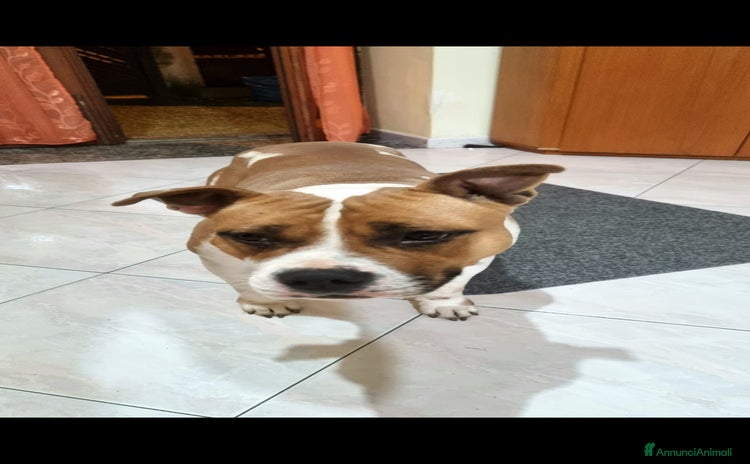 American Staffordshire cani - Annuncio 17