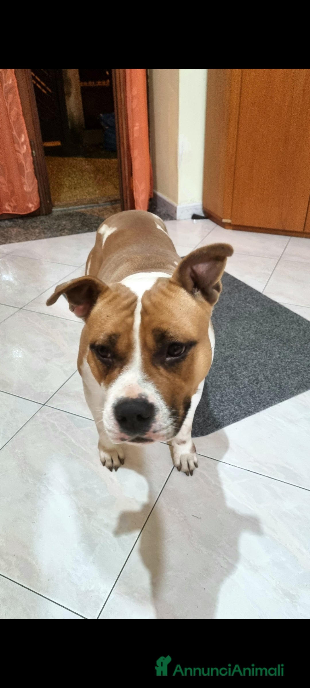 American Staffordshire cani in regalo: Amstaff femmina - Annuncio 1