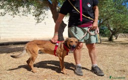 Meticcio cani in regalo: Aladin e' un Mago!  a Città Metropolitana di Bari - Immagine 3