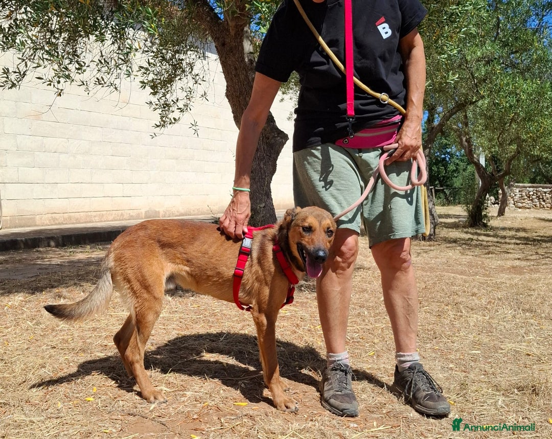 Meticcio cani in regalo: Aladin e' un Mago!  a Città Metropolitana di Bari - Immagine 3