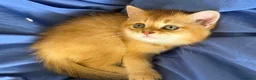Scottish gatti in vendita: Splendidi cuccioli Scottish Fold e Straight - Annuncio 26